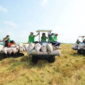 viet-nam-vuot-thai-lan-tro-thanh-nuoc-xuat-khau-gao-lon-thu-hai-the-gioi